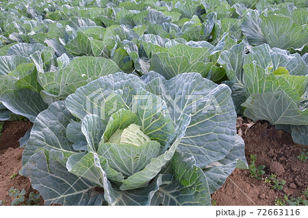 畑で育つ一面のキャベツ 畑で育つ一面のキャベツ 72663116
