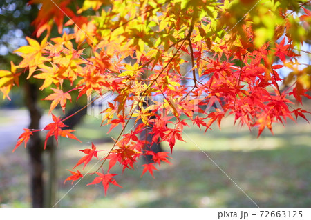 紅葉イロハモミジ 紅葉イロハモミジ 72663125