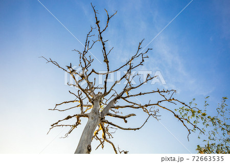 A big tree stands dead against the bright blue sky background and morning sun light. 72663535