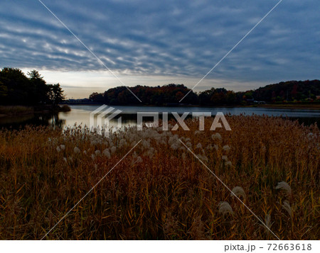 溜池の朝 72663618