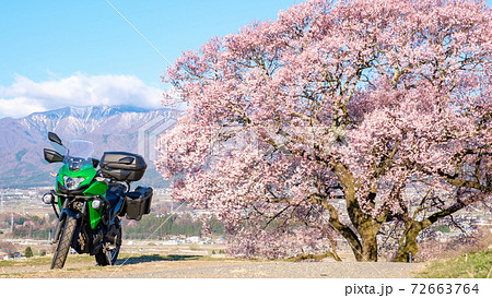 ツーリング(長野県・上の平の一本桜) ツーリング(長野県・上の平の一本桜) 72663764
