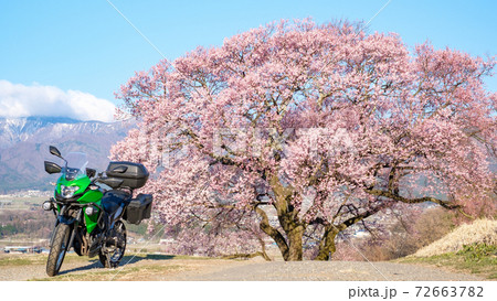 ツーリング(長野県・上の平の一本桜) ツーリング(長野県・上の平の一本桜) 72663782