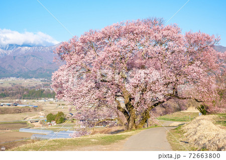 上の平の一本桜 上の平の一本桜 72663800