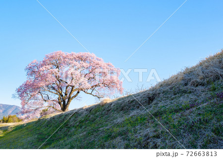 夜明けの桜（上の平の一本桜） 72663813