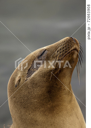 Lazy Sea Lion relaxing in the sun 72663908