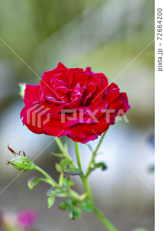 日本で満開のバラの花のクローズアップ 日本で満開のバラの花のクローズアップ 72664200