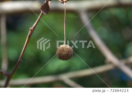 アメリカスズカケノキの果実　冬は葉が落ちて見やすくなる 72664223