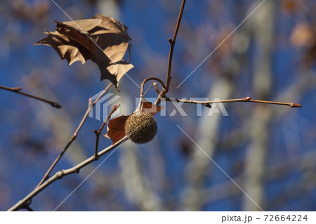 冬のアメリカスズカケノキ 葉が落ちて果実や冬芽が見やすい 冬のアメリカスズカケノキ 葉が落ちて果実や冬芽が見やすい 72664224