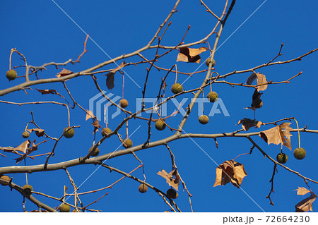 冬のアメリカスズカケノキの果実 葉が落ちて見やすくなる 12月 冬のアメリカスズカケノキの果実 葉が落ちて見やすくなる 12月 72664230