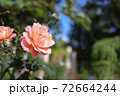 愛知県名古屋市のフラリエで撮影したピンク色のバラ 72664244