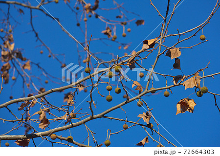 アメリカスズカケノキの果実 12月 アメリカスズカケノキの果実 12月 72664303