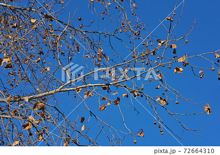 冬のアメリカスズカケノキ　葉が落ちて果実が目立つ　12月 72664310