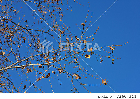 冬のアメリカスズカケノキ　葉が落ちて果実が目立つ　12月 72664311