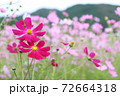 大阪のコスモス畑のピンク色のお花 72664318