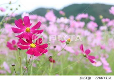 大阪のコスモス畑のピンク色のお花 72664318