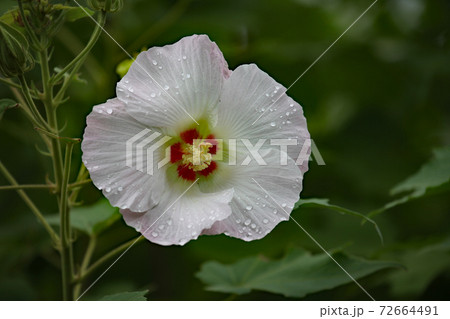 フヨウの花 72664491