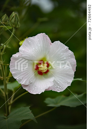 フヨウの花 フヨウの花 72664492