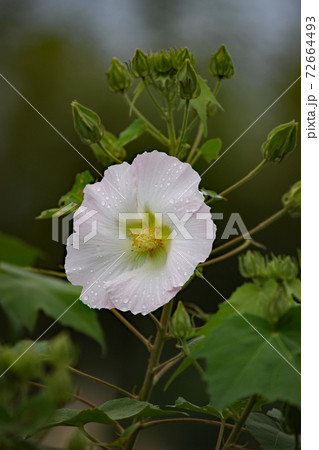 フヨウの花 フヨウの花 72664493
