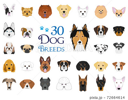 Dog breeds Vector Collection: Set of 30 different dog breeds in cartoon style. 72664614
