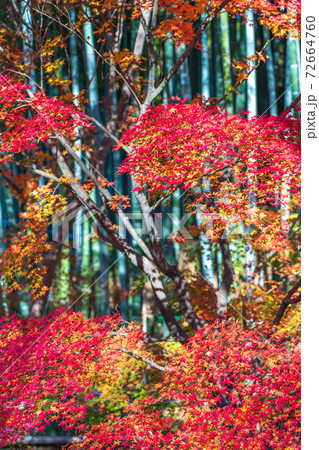 竹林と紅葉したモミジ 竹林と紅葉したモミジ 72664760