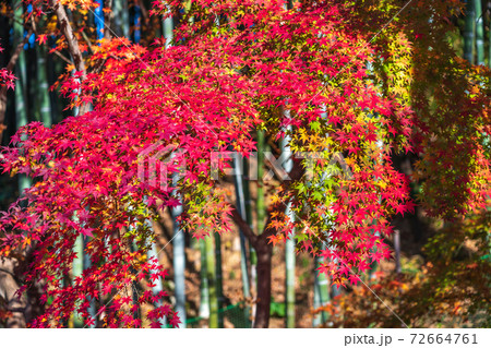 竹林と紅葉したモミジ 竹林と紅葉したモミジ 72664761