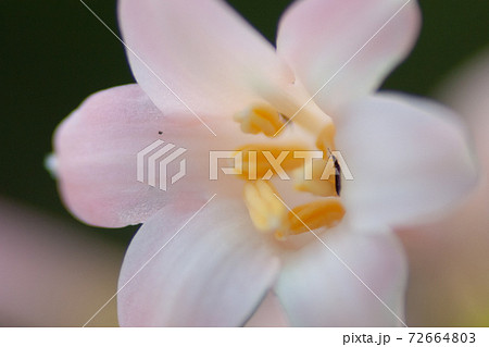 a Oxalis violacea perennial plant of flower bed 72664803