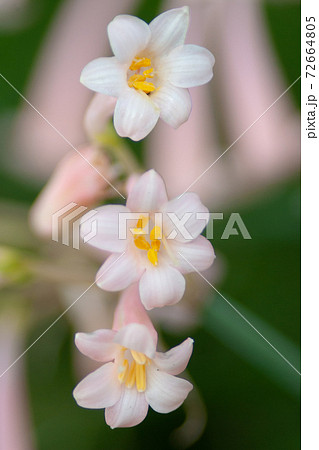 a Oxalis violacea perennial plant of flower bed 72664805