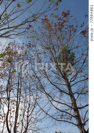 29 Jan 2006 Branch of Tree at winter , at nature back ground 72664861