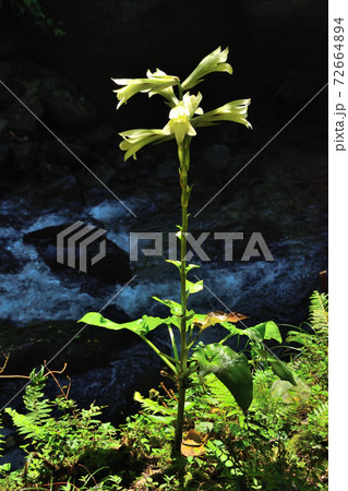 ウバユリ ウバユリ 72664894