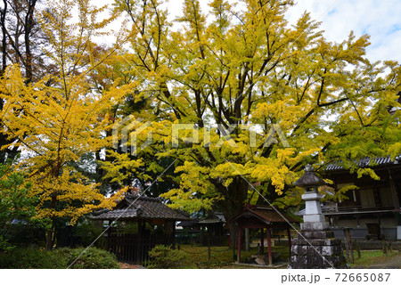 西念寺　2020-11-8　　＃52 72665087