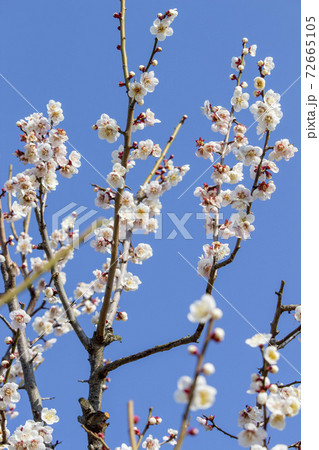 満開 72665105