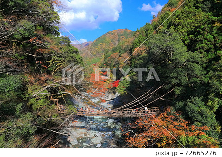 徳島県 紅葉の祖谷のかずら橋の写真素材