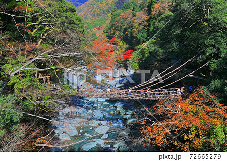 徳島県 紅葉の祖谷のかずら橋の写真素材