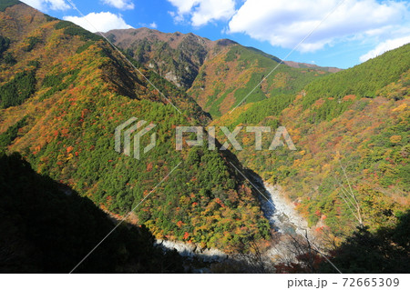 【徳島県】ひの字渓谷の紅葉（祖谷渓） 72665309