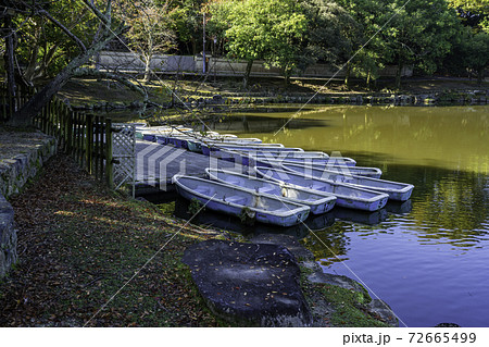 奈良公園　浮見堂　鷺池　ボート　奈良県奈良市 72665499