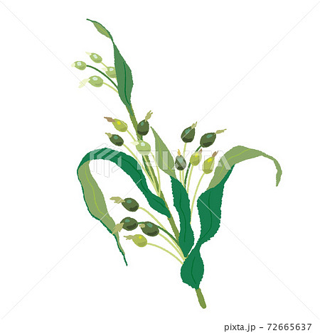 ハトムギ　手描き 72665637