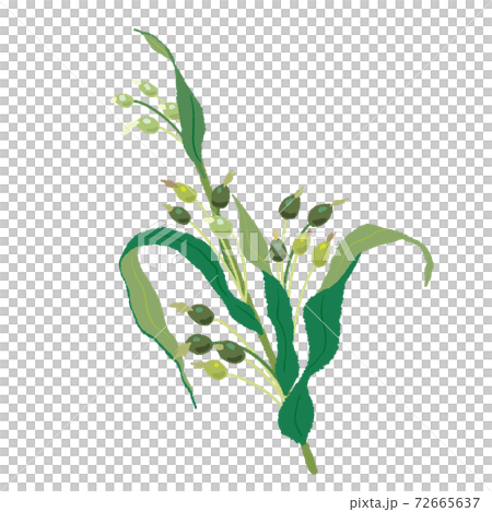 ハトムギ　手描き 72665637