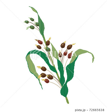 ハトムギ　手描き 72665638