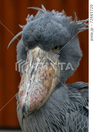 キメ顔のハシビロコウ 72665720