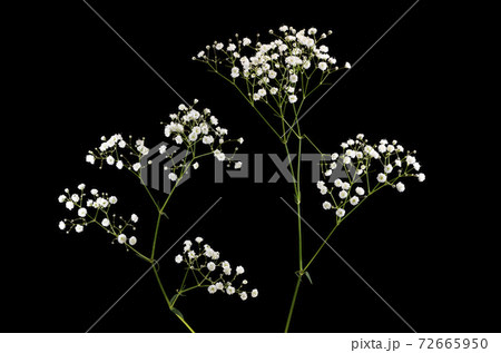 カスミソウ 72665950