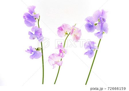 スイートピー 72666159