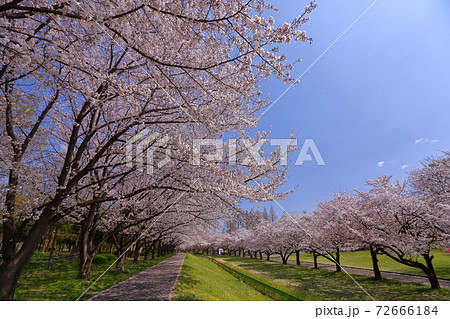 川越水上公園桜並木の写真素材