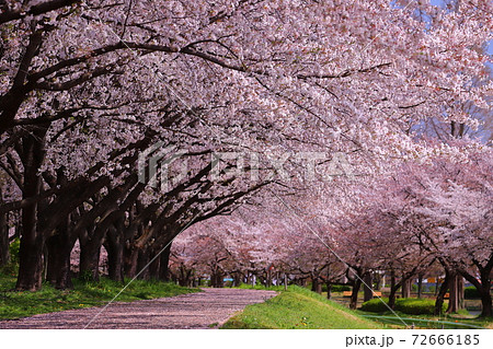 川越水上公園桜並木の写真素材