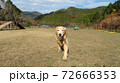 紅葉のドッグラン 72666353