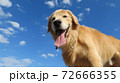 青空に叫ぶゴールデン 72666355