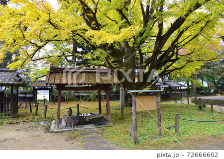 西念寺 2020-11-8 #62 西念寺 2020-11-8 #62 72666602