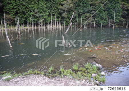 一の俣桜公園 72666618