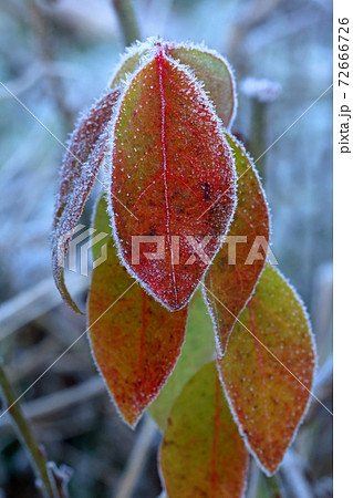 霜が降りたブルーベリーの赤い葉 福島県只見町の写真素材