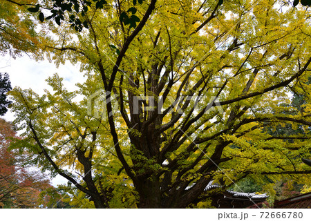 西念寺　2020-11-8　　＃77 72666780