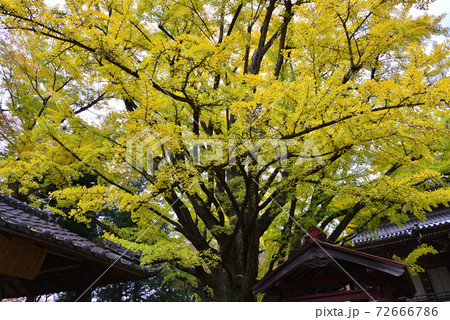 西念寺　2020-11-8　　＃71 72666786